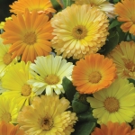 CALENDULA GALAXY MIXED