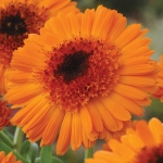 CALENDULA KALINKA ORANGE