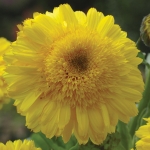 CALENDULA KALINKA LEMON