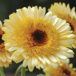 CALENDULA KALINKA APRICOT