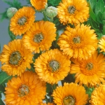 CALENDULA GREENHEART GOLD