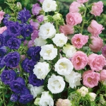 CAMPANULA SUMMER BELLS