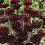 CENTAUREA BLACK BUTTONS