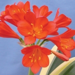 CLIVIA VARIEGATA DEEP RED SHADES