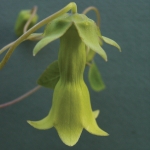 CODONOPSIS KAWATAMII JADE
