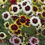COREOPSIS INCREDIBLE TALL MIXED