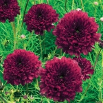 COSMOS DOUBLE CLICK CRANBERRIES