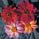 DAHLIA BISHOPS CHILDREN