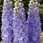 DELPHINIUM CENTURION LAVENDER F1