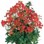 DELPHINIUM NUDICAULE RED FOX