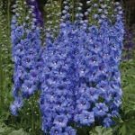 DELPHINIUM DOUBLE BLUE LACE