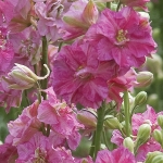 LARKSPUR FANCY STRIPED ROSE