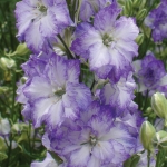 DELPHINIUM SYDNEY BLUE PICOTEE