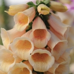DIGITALIS DALMATION PEACH