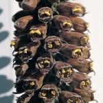 DIGITALIS PARVIFLORA