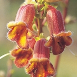 DIGITALIS OBSCURA DUSKY MAID