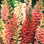 DIGITALIS EXCELSIOR MIXED