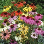 ECHINACEA PARADISIO MIXED