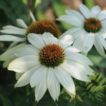 ECHINACEA POW WOW WHITE