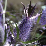 ERYNGIUM LEAVENWORTHII PURPLE SHEEN