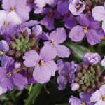 ERYSIMUM LITTLE KISS LILAC