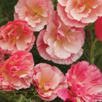 ESCHSCHOLZIA RASPBERRY FOOL