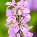 FRANCOA SONCHIFOLIA PINK BOUQUET