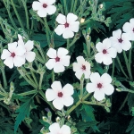 GERANIUM MADERENSE GUERNSEY WHITE