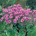 GERANIUM MADERENSE GUERNSEY PINK