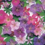 GERANIUM HARDY SPECIES MIXED