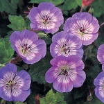 GERANIUM WALLICHIANUM BUXTON'S BLUE