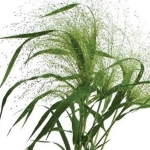GRASS: PANICUM FROSTED EXPLOSION
