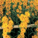 HELIANTHUS MAXIMILIANI