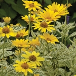 HELIOPSIS SUNBURST VARIEGATED