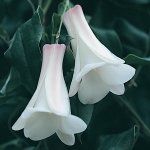 LAPAGERIA ROSEA WHITE CLOUD