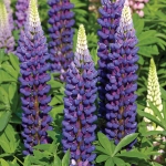 LUPIN HEATHCLIFF BLUE