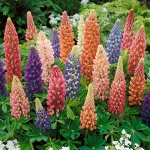 LUPIN TINY TOTS MIXED