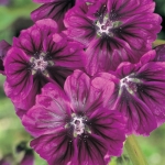 MALVA SYLVESTRIS MAURITANICUS