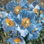 MECONOPSIS BETONICIFOLIA