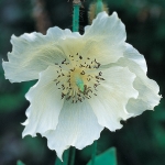 MECONOPSIS BETONICIFOLIA ALBA