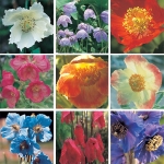 MECONOPSIS SPECIES MIXED
