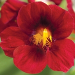 NASTURTIUM CRIMSON EMPEROR