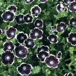 NEMOPHILA DISCOIDES TOTAL ECLIPSE