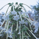 NICOTIANA SYLVESTRIS