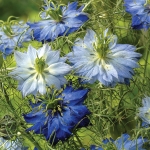 NIGELLA MOODY BLUE