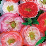 PAPAVER RHOEAS FALLING IN LOVE
