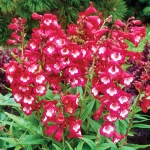 PENSTEMON LUSCIOUS LIPS