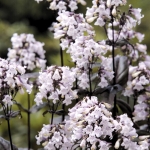 PENSTEMON DIGITALIS MYSTICA