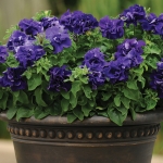 PETUNIA DOUBLE CASCADE  BLUE F1