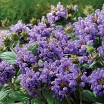 PRUNELLA FREELANDER BLUE